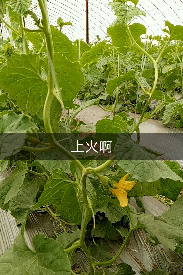 快手上热门有什么好处_快手播放量1000小热门_关于快手上的热门小辉辉事件