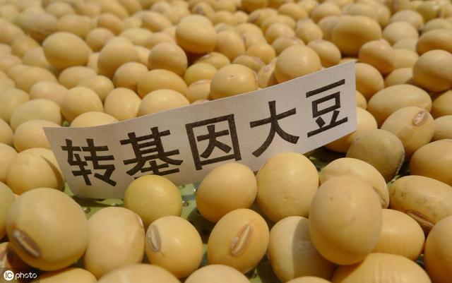 转植酸酶基因玉米_中国领导吃转基因食品_外国领导吃中国国宴