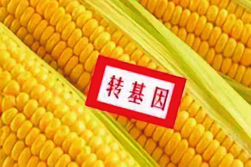 基因改造食品_转bt基因抗虫棉_中国领导吃转基因食品