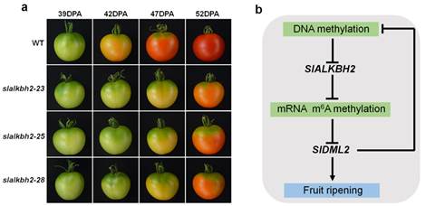 市场上全是转基因番茄_基因测序市场_找出基因差异表达 上调和下调