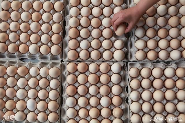 中国病禽网今日鸡蛋价_肉鸭养殖论坛鸭病专业网_鸡病专业网鸡蛋价格探讨
