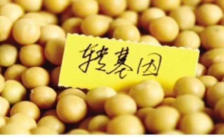 基因改造食品有毒吗_中国领导吃转基因食品_基因转录的过程