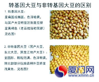 基因改造食品有毒_中国领导吃转基因食品_食品中转基因成分检测指南