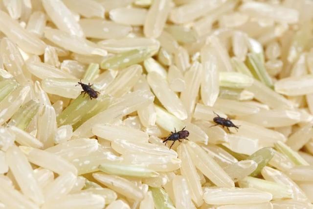 黄金大米转了几个基因_非转基基因黄豆的价格_什么牌子大米是转基因