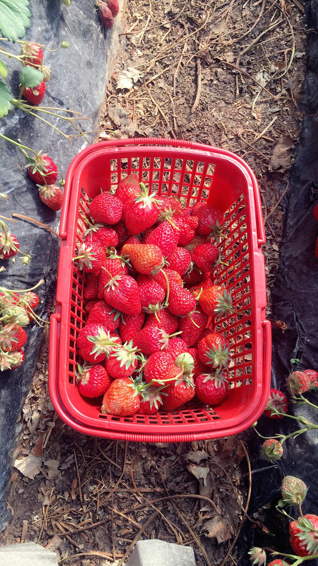 吃草莓会胖吗_一下子吃2斤草莓会怎么样_吃西瓜和草莓会胖吗
