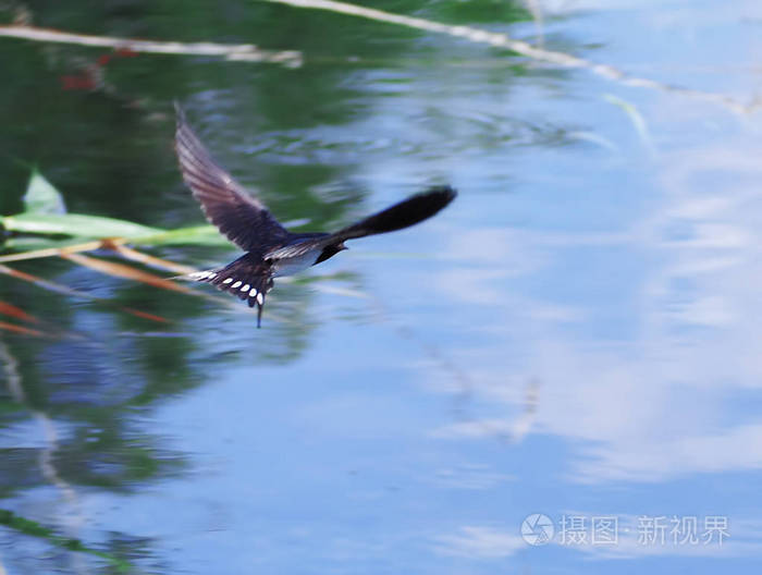 燕窝干挑湿挑怎么区别_燕窝湿挑干挑怎样区别_楼上燕窝要挑毛吗