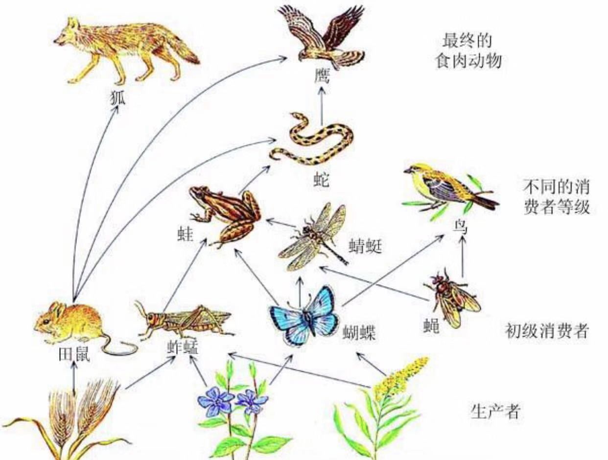 广东省食物成分检测_食物网中没画出的成分_过年食物及其营养成分