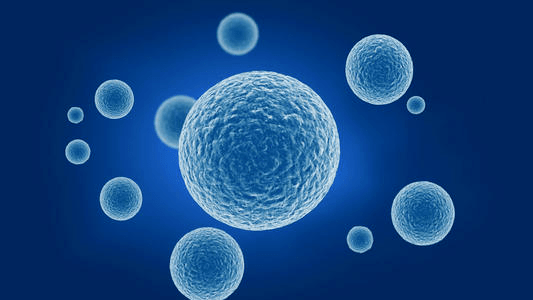 库普弗细胞是nk细胞吗_泡沫细胞是炎性细胞吗_干细胞最好的是乌克兰