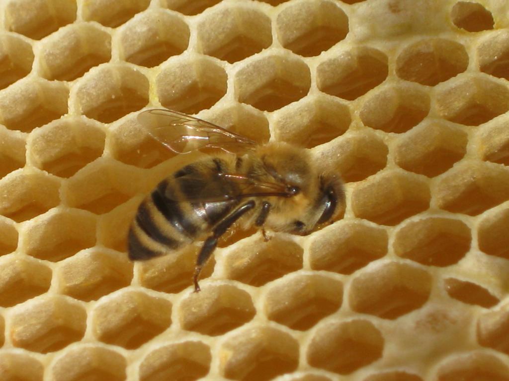 土蜂蜜一般价格是多少钱一斤_土蜂蜜的价格是多少钱一斤_土蜂蜜的功效和作用土蜂蜜价格