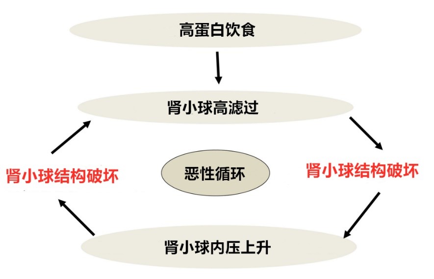 前白蛋白偏低怎么办_孕期白球比,血清前白蛋白偏低_视黄醇蛋白偏低的原因