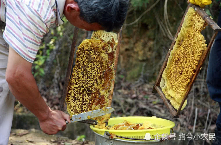 买蜂蜜那种好_买蜂蜜首先弄清土蜂蜜和意蜂蜜_应该买什么样的蜂蜜才好