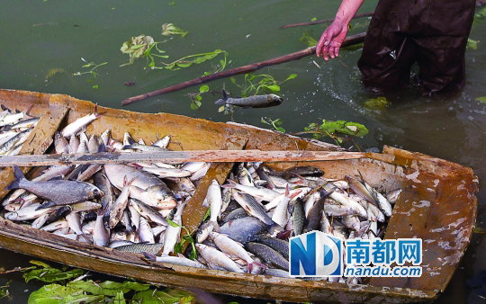 鸽子吃打虫子药后拉水_换主机后电脑存的东西还有吗_换水后银龙不吃东西怎么办