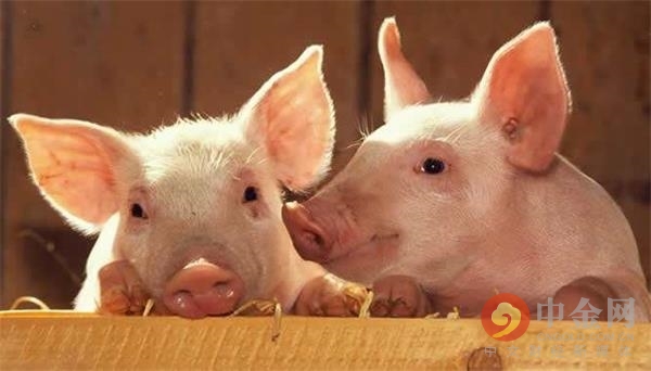 农业部推荐瘦肉精检测卡_瘦肉精的检测_农业生产资料部