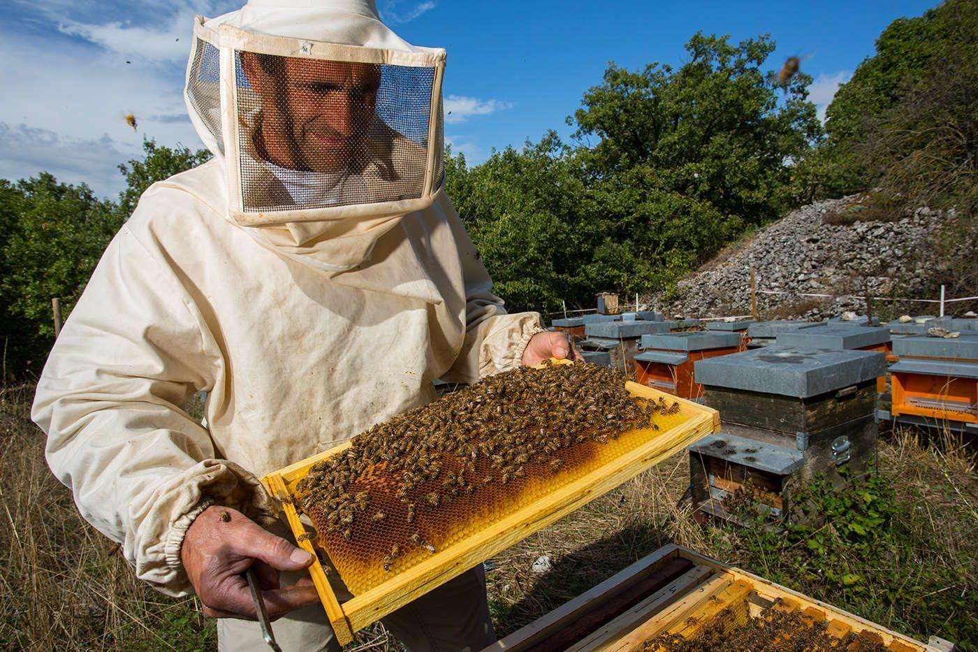 世界上最好的蜂蜜是什么蜂蜜_蜂蜜是液体还是固体好_蜂蜜是上层好还是下层结晶好