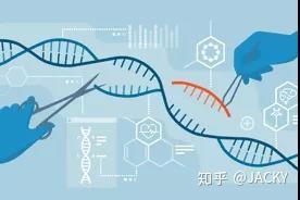 有甲乙两桶油甲桶油重_转基因油有哪些牌子_转bt基因抗虫棉