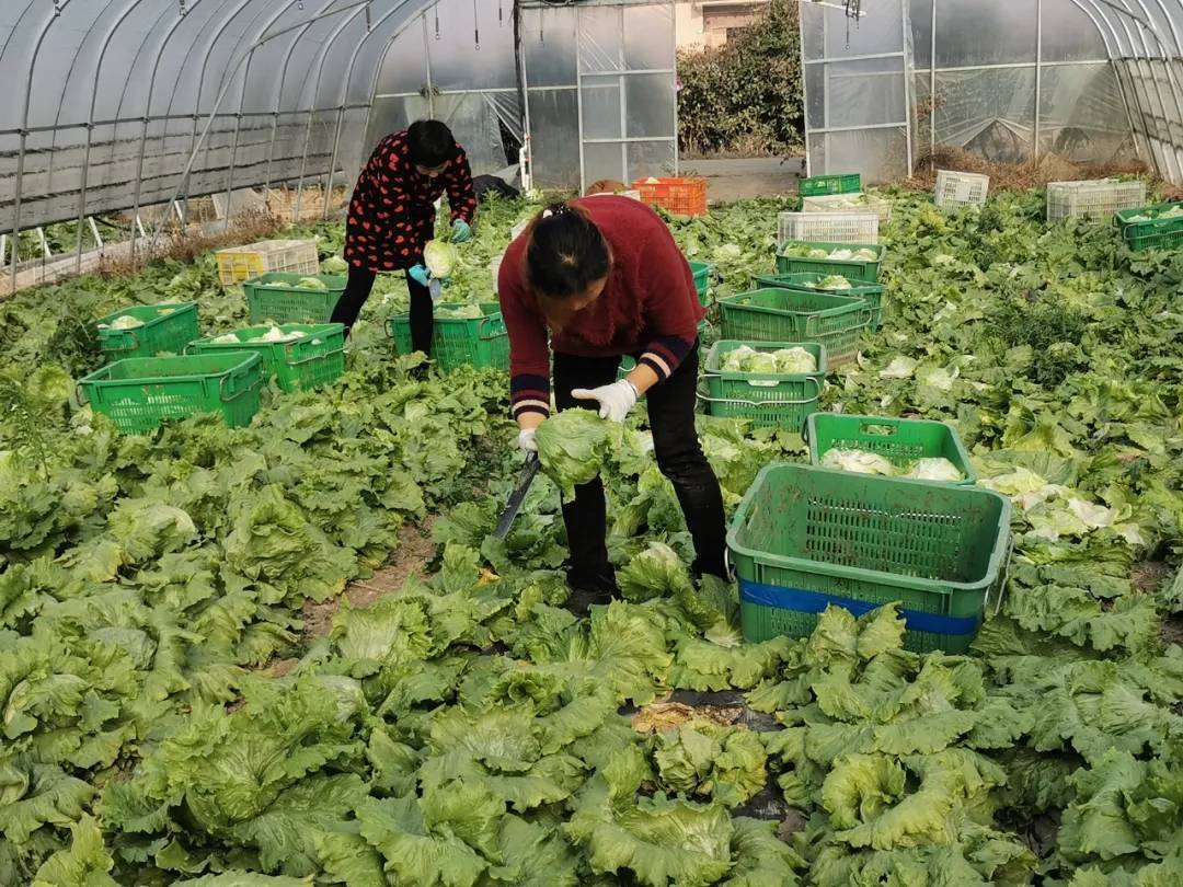 蔬菜大变身计划书_某村计划建造如图的矩形蔬菜温室_变身之明星养成计划下载