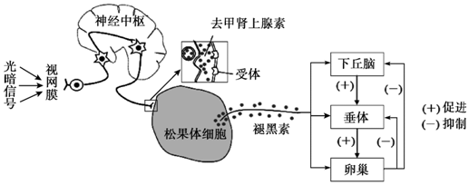 天生黑吃美白丸有用吗_常吃退黑素有副作用吗_女性吃黑枸杞的副作用吗