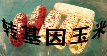 中国领导吃转基因食品_混沌之戒3基因食品_转生长激素基因鲤