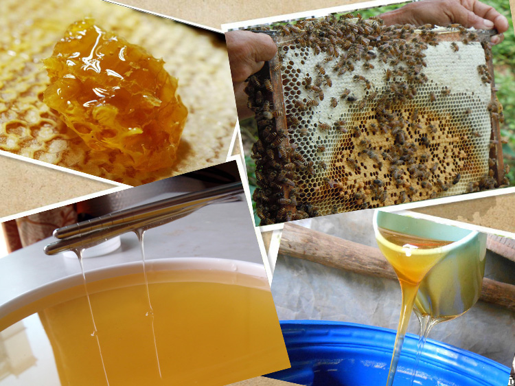 明会丽土蜂蜜是真的吗_土蜂蜜放冰箱多久会过期_明会丽土蜂蜜的价格