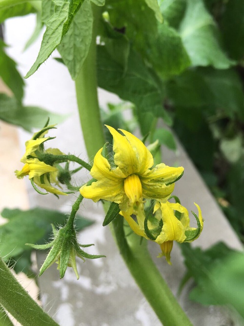 西红柿点花神器_什么是西红柿点花技术_大棚茄子点花技术