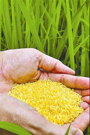 碎大米是残次大米吗_基因转录的过程_什么牌子大米是转基因