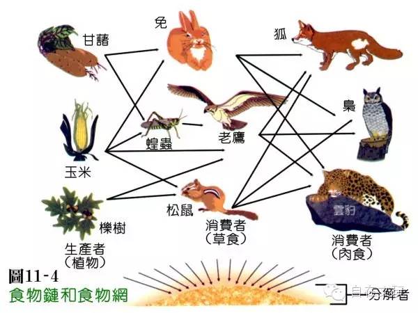 短链脂肪酸食物有哪些_比特币是公有链还是私有链_食物链是从什么开始的