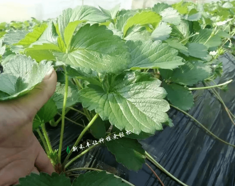 空间空间心情说说_吃草莓的心情空间说说_空间心情说说