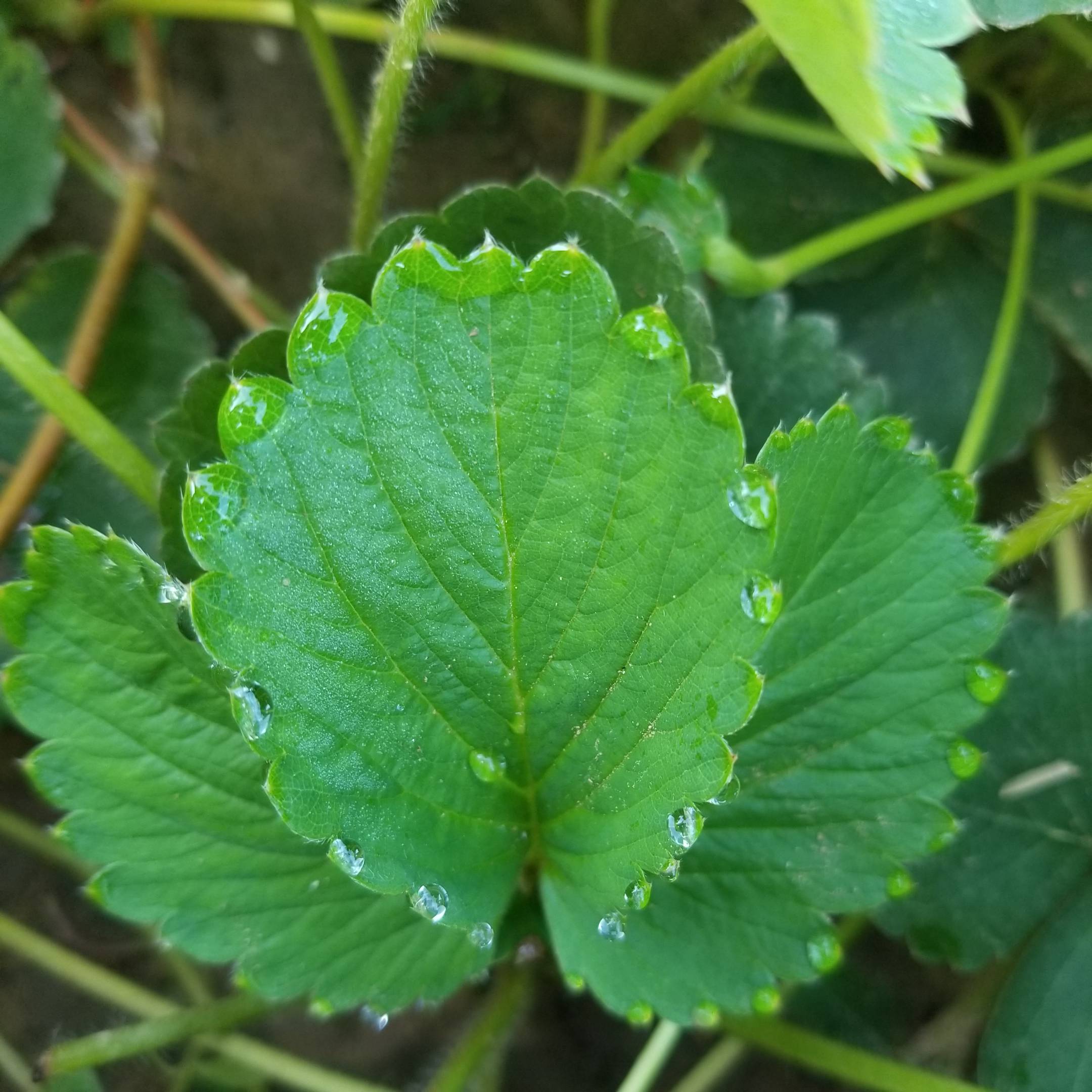 空间说说心情_吃草莓的心情空间说说_说说qq空间心情说说带图片