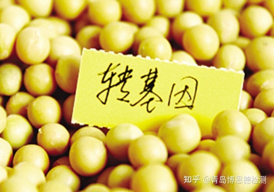 基因改造食品的危害_中国领导吃转基因食品_转植酸酶基因玉米
