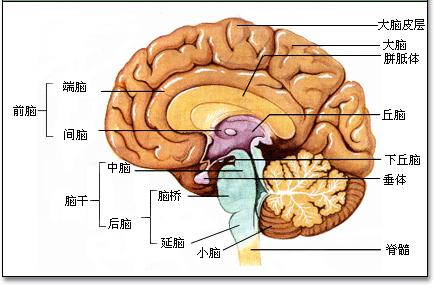 我将从说教材说学情_细胞学说揭示了多样性_枫哥说性性习俗