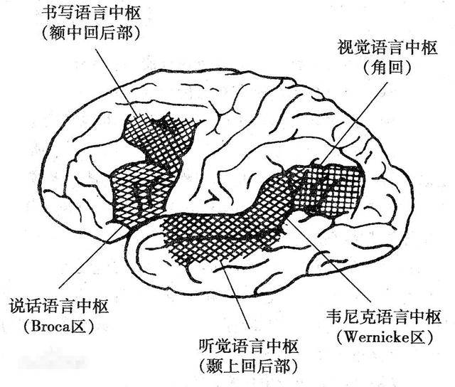 认知语言学的基本原理_会计职业认知与基本技能训练_基本认知能力测验2.0