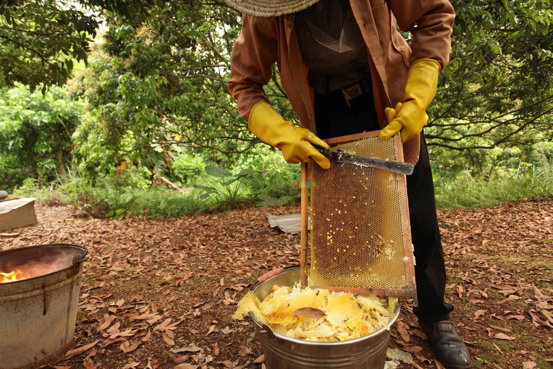 网上的卖的蜂蜜有多少是真的_蜂蜜结晶有颗粒感是真蜂蜜吗_网上如何卖蜂蜜