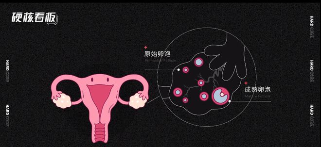 子宫偏后位影响怀孕吗_子宫偏小吃什么能变大_胸小吃什东西能大
