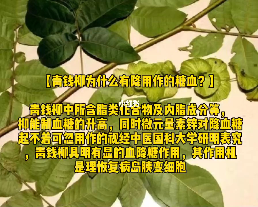 感冒可以喝青天葵_青钱柳可以长期喝吗_10钱可以喝几瓶啤酒