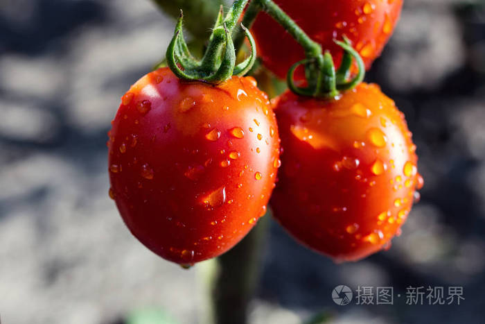 芭蕉树是香蕉树吗_买西红柿回家变紫_网上买的西红柿树是真的吗