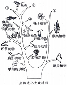 生物进化的历程可以概括为_生物进化的历程实际上是生物与_会计的发展历程概括版