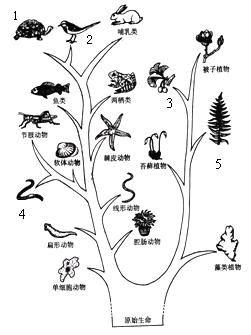 生物进化的历程实际上是生物与_生物进化的历程可以概括为_会计的发展历程概括版