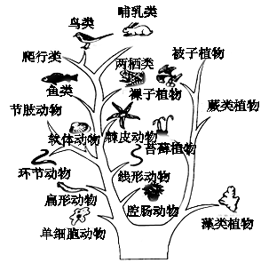 生物进化的历程实际上是生物与_会计的发展历程概括版_生物进化的历程可以概括为