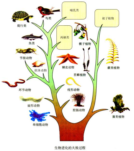 生物进化的历程可以概括为_生物进化的历程实际上是生物与_会计的发展历程概括版