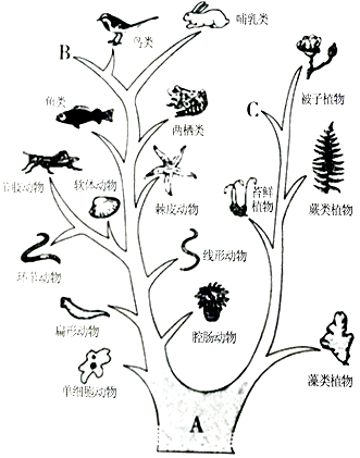 生物进化的历程可以概括为_生物进化的历程历程教案_生物进化的历程实际上是生物与