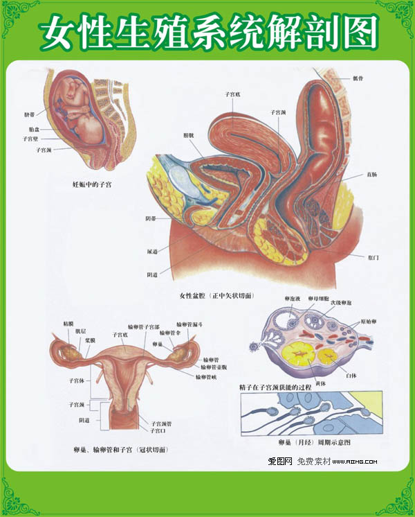 女性月经周期激素变化_百年女性完美身材变化_中国女性思想的变化