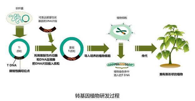 人类白化病是由a基因控制的隐性遗传病_基因和基因工程技术与人类生存和发展之间的关系论文_转基因技术与人类社会的发展