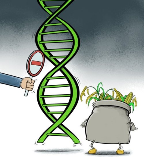 转基因技术与人类社会的发展_羊水基因晶片技术和脐带血基因芯片技术_基因修复技术或让人类永生