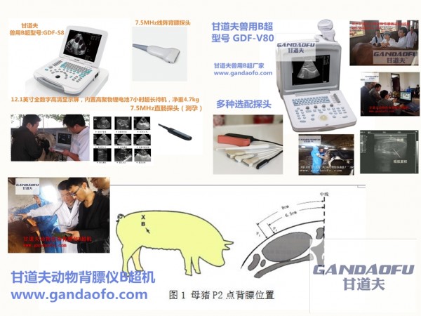 研究体育运动心理学有哪些意义_工业合成氨工艺流程研究意义_研究动物的语言有什么意义