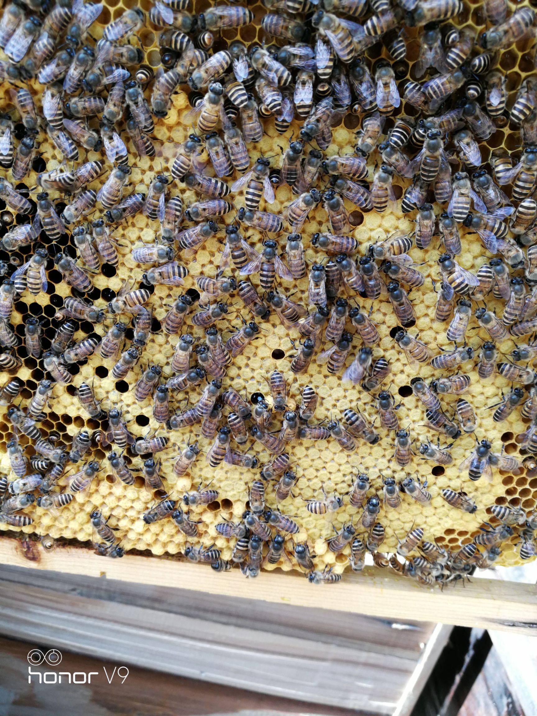 土蜂蜜调制品能标土蜂蜜吗_哪里收土蜂蜜_哪里有收土蜂蜜公司