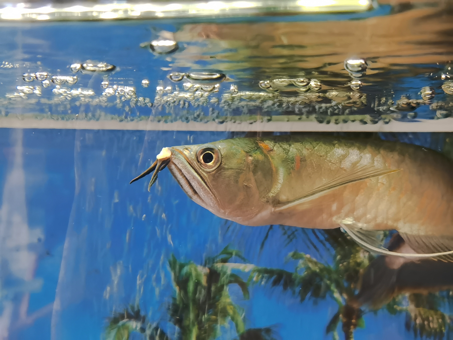 皇明太阳能热水器冬季水冻后怎么 办_复合树脂补牙后吃酸的东西疼_换水后银龙不吃东西怎么办