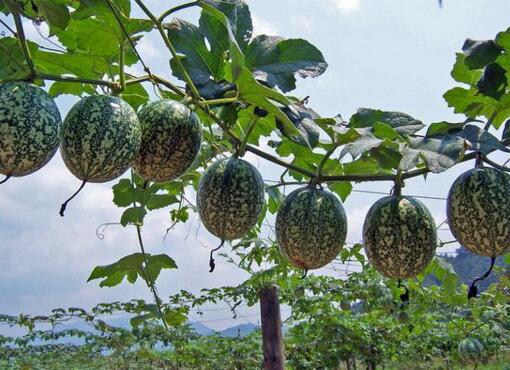 坟前种几棵柏树好_房前屋后种金银花好吗?_怀孕后前位好还是后位好