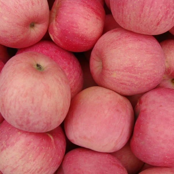 便宜苹果和贵苹果营养_苹果最有营养的地方是哪里_苹果什么时候吃最有营养