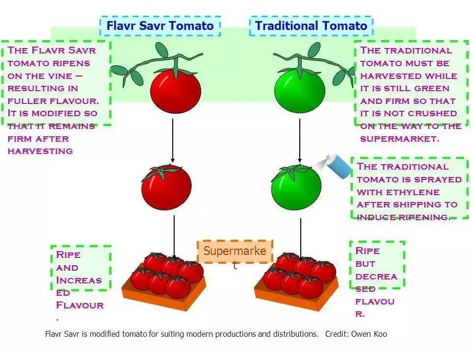 基因检测市场营销方案_美国基因检测市场_市场上全是转基因番茄
