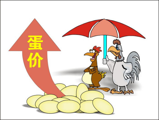 中国病鸡网肉鸡苗的价格_鸡病专业网螺旋体病_鸡病专业网鸡蛋价格探讨